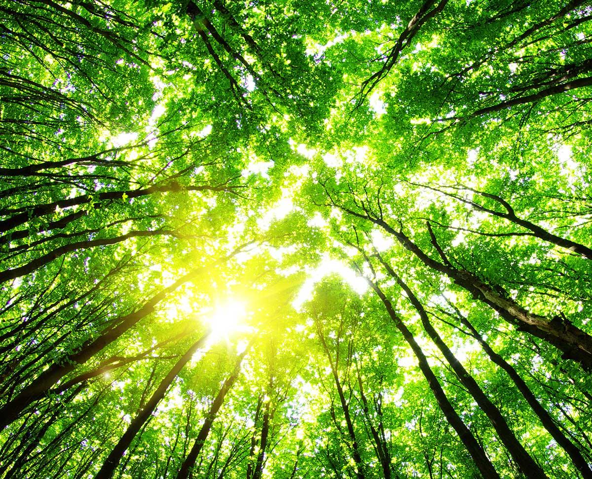 Sunlight through tree canopy